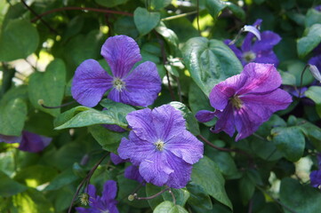 Clematis jackmanii violet flowers with green in garden 