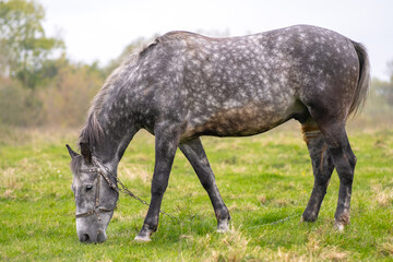 Obraz na płótnie Canvas Beautiful gray horse grazing in summer field. Green pasture with feeding farm stallion.