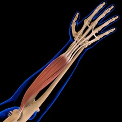 Extensor Digitorum Muscle Anatomy For Medical Concept 3D Illustration