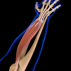 Extensor Digitorum Muscle Anatomy For Medical Concept 3D Illustration