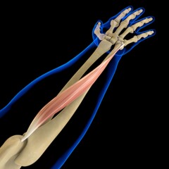 Obraz na płótnie Canvas Extensor Carpi Ulnaris Muscle Anatomy For Medical Concept 3D Illustration