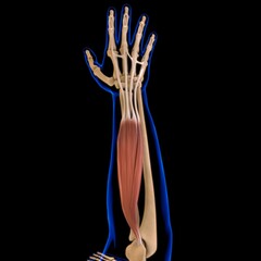 Extensor Digitorum Muscle Anatomy For Medical Concept 3D Illustration