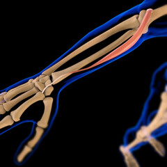 Extensor Carpi Radialis Longus Muscle Anatomy For Medical Concept 3D Illustration