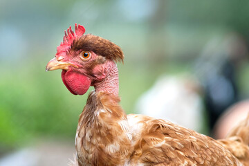 Chicken feeding on traditional rural barnyard. Hens on barn yard in eco farm. Free range poultry farming concept.