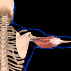 Tricep Mucsle Anatomy For Medical Concept 3D Illustration