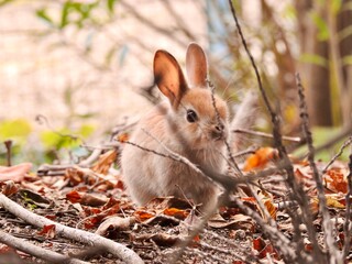 日本の観光地,広島県大久野島の子どもうさぎ