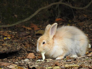 日本の観光地,広島県大久野島の子どもうさぎ