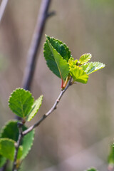 Closeup of dwarf birch leaves (Betula nana)