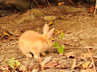日本の観光地,広島県大久野島の子どもうさぎ