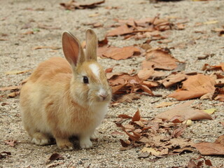 日本の観光地,広島県大久野島の子どもうさぎ