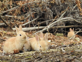 日本の観光地,広島県大久野島の子どもうさぎ