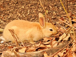 日本の観光地,広島県大久野島の子どもうさぎ