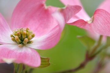 ピンク色のハナミズキの花