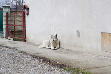 Big white adult clever dog breed West Siberian Laika sitting outdoors guarding house.
