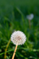 Dandelion in the park