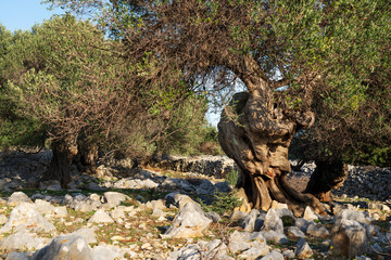 The most oldest olive trees in Croatia. Olive garden. Some of them are more then 1000 years old