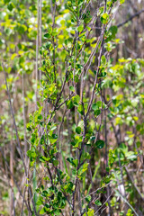 Closeup of dwarf birch plant (Betula nana)