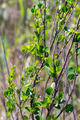 Closeup of dwarf birch plant (Betula nana)