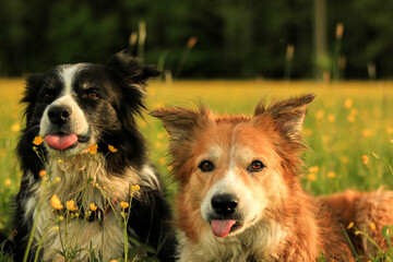 Two border collies on meadow with flowers