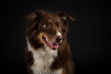 Australian shepherd portrait with open mouth