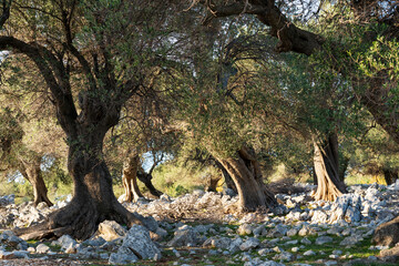 The most oldest olive trees in Croatia. Olive garden. Some of them are more then 1000 years old