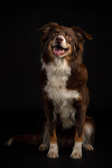 Australian shepherd sitting on ground