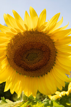 One big beautiful yellow sunflower as a closeup and vertical image