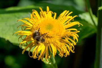 Closeup of a bumblebee on Telekia flower (Telekia speciosa)