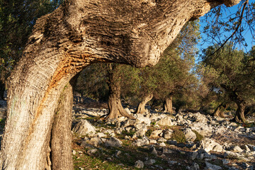 The most oldest olive trees in Croatia. Olive garden. Some of them are more then 1000 years old