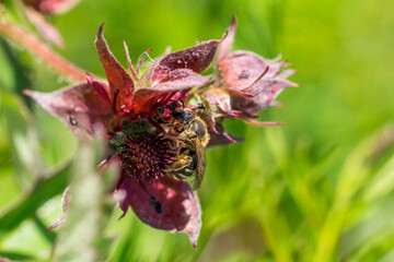 Closeup of wild bee (prob. Sweat bee, Lasioglossum) on Purple Marshlocks flowers (Comarum palustre)