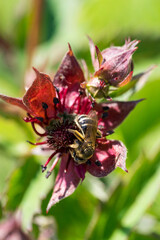 Closeup of wild bee (prob. Sweat bee, Lasioglossum) on Purple Marshlocks flowers (Comarum palustre)