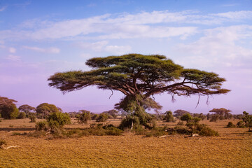 Tree in Kenyan savanna view in Amboseli national park