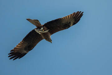Schwarzmilan (Milvus migrans)