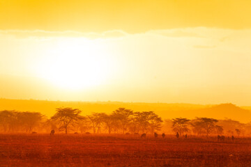 Fototapeta na wymiar Summer yellow color evening landscape with many animals in Kenyan savanna