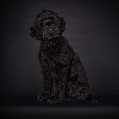 Sweet curious puppy black Labradoodle or cobberdog, sitting looking towards the camera with big brown eyes. Isolated on a black background.