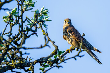 Turmfalke (Falco tinnunculus) Weibchen