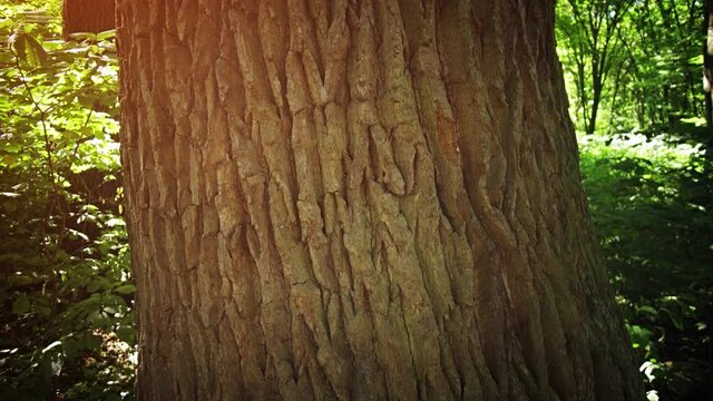 Bark of a Mature Tree in a Ukrainian Forest