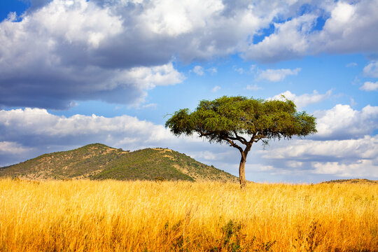 Panorama of a lonely tree in Savanna in Kenya over cloud background