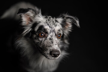 Australian shepherd closeup top portrait