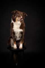 Australian shepherd sitting on stool