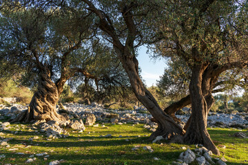 The most oldest olive trees in Croatia. Olive garden. Some of them are more then 1000 years old © Ondrej