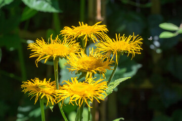 Closeup of Telekia flowers (Telekia speciosa)