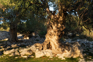 The most oldest olive trees in Croatia. Olive garden. Some of them are more then 1000 years old