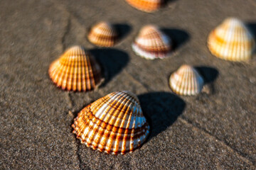shells on sand on the greek beach
