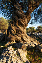 Fototapeta na wymiar The most oldest olive trees in Croatia. Olive garden. Some of them are more then 1000 years old
