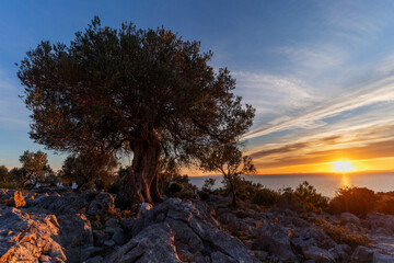 The most oldest olive trees in Croatia. Olive garden. Some of them are more then 1000 years old