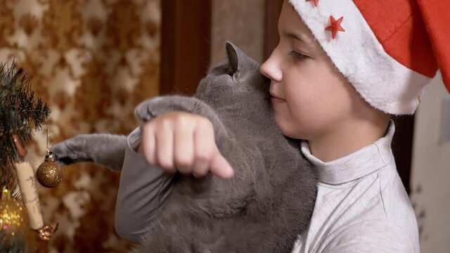 Boy in Red Cap Examine Toys on Christmas Tree together with British Cat on Hands