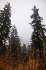 landscape in a foggy forest at autumn