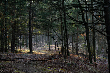 beautiful winter forest in the sunbeams of the rising sun