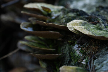 mushrooms on a tree trunk in the forest